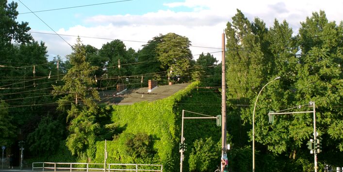 An der einer Straßenkreuzung steht ein Haus, das völlig bewachsen ist, nicht einmal mehr die Fenster sind zu sehen. 