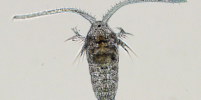 Ruderfüßler unter dem Mikroskop