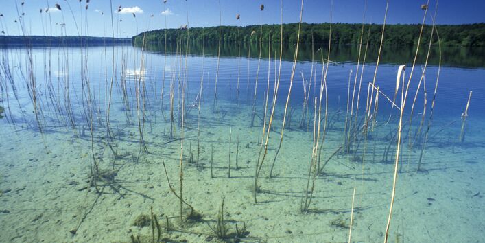 Ein Schilfgürtel umsäumt einen See