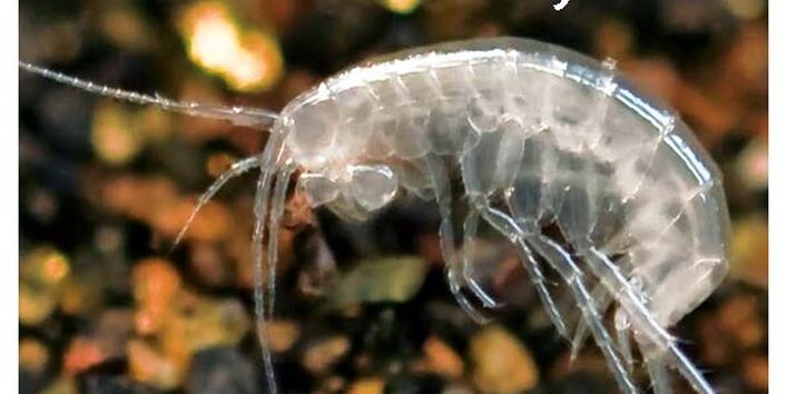 Das Titelbild der Publikation "Entwicklung biologischer Bewertungsmethoden und -kriterien für Grundwasserökosysteme" zeigt einen Höhlenflohkrebs.