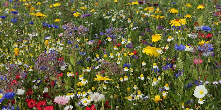 Wiese mit bunten Wildblumen