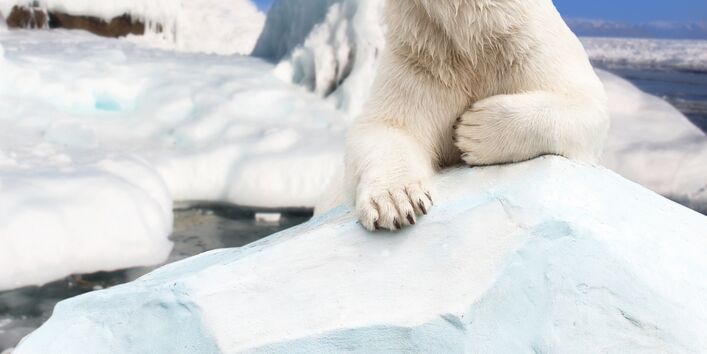 Eisbär liegt auf einer Eisscholle