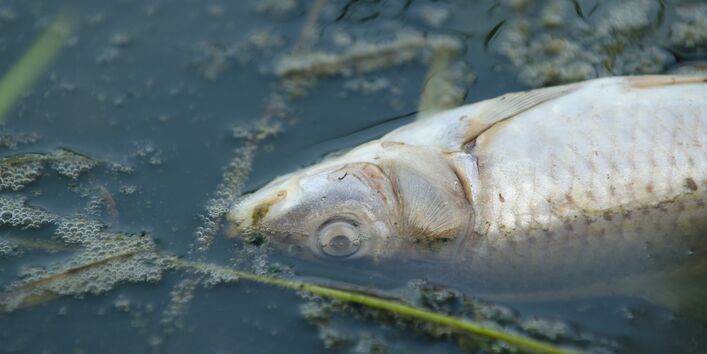 toter Fisch