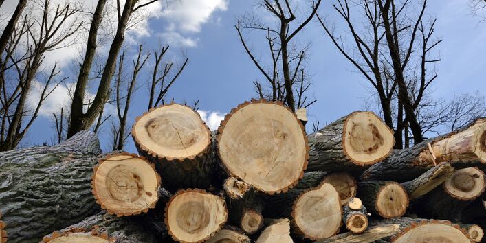 Frisch geschlagene Bäume liegen aufgestapelt im Herbstwald.