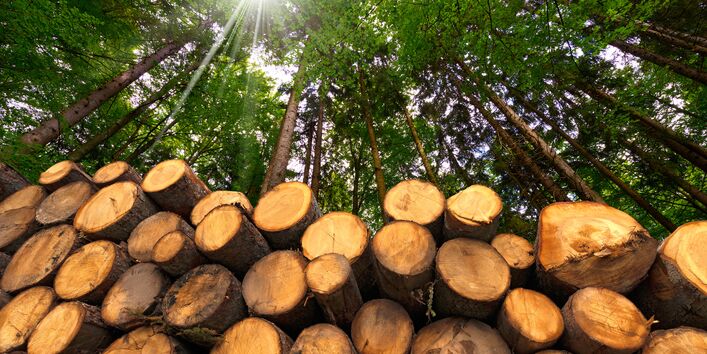 aufgestapelte, gefällte Bäume