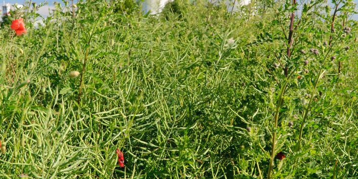 Heizkraftwerk, im Vordergrund wilde, rote Mohnblumen