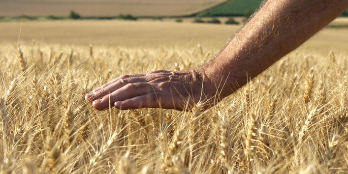 Kornfeld mit Hand