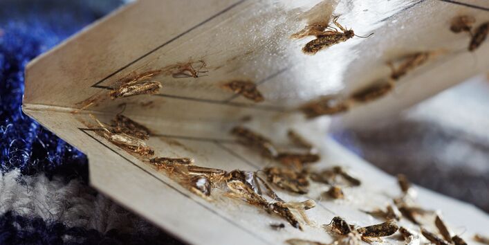 Motten in einer Klebefalle