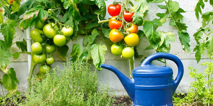 Tomato vines with tomatoes against side of house, blue plastic watering pot in foreground