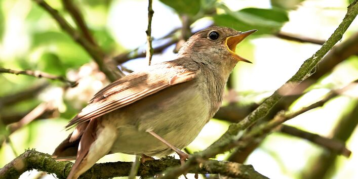 Singende Nachtigall.