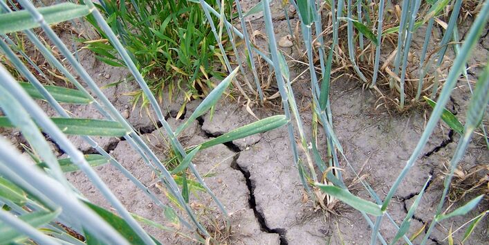 Ausgetrockneter Boden mit Trockenrissen, spärlich mit Gräsern und Getreide bewachsen.
