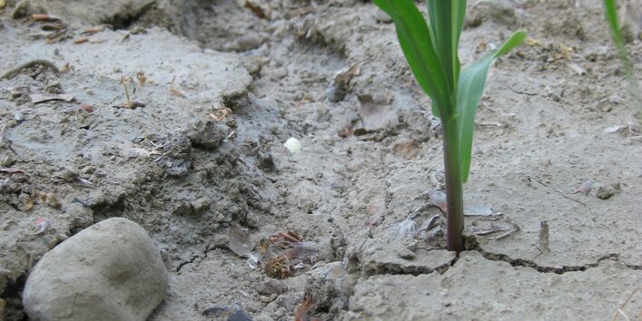 Abgeschwemmter Boden und Erosionsrinne unter junger Maiskultur.