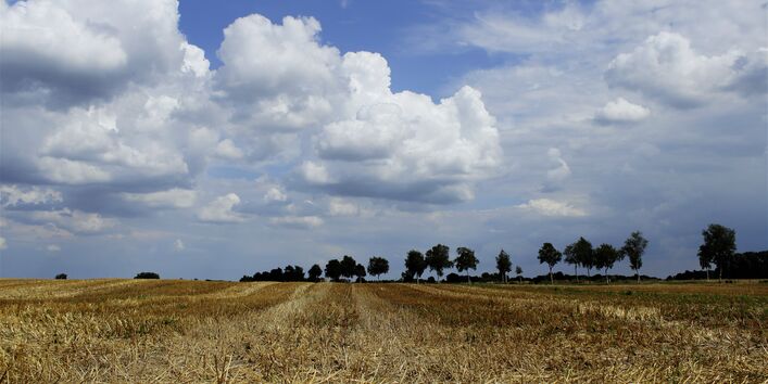 Abgeerntetes, gelbes Getreidefeld vor blauem Himmel.