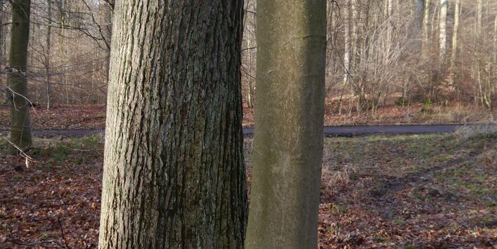 Nahaufnahme zweier unterschiedlicher Laubbaumstämme, die nah beieinander stehen.