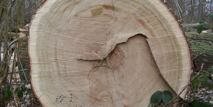 Blick auf Schnittfläche mit Jahresringen eines frisch geschlagenen Baumes.