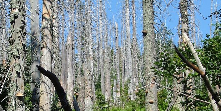 Von Schädlingen befallene und abgestorbene Nadelbäume.