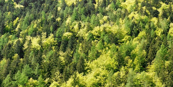 Luftaufnahme eines Mischwaldes im Frühjahr.