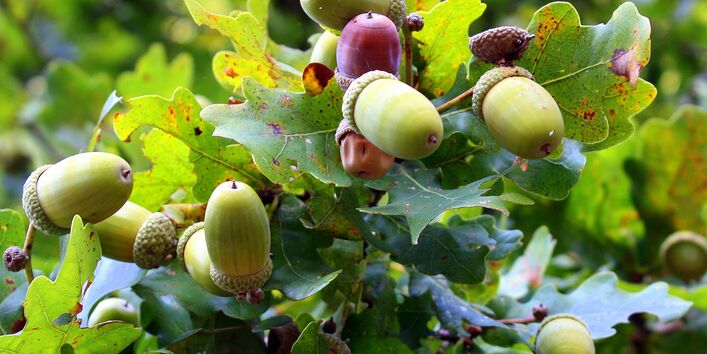 Nahaufnahme von Eicheln an Eichenzweig.