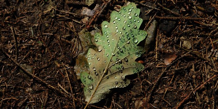 Eichenblatt mit Tautropfen auf Waldboden.