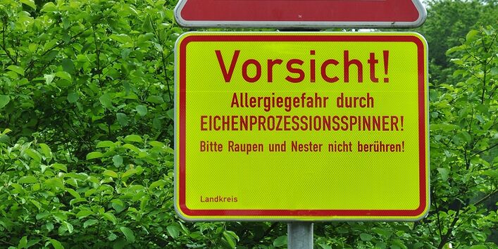 Warntafel für Befall mit Eichenprozessionsspinner 