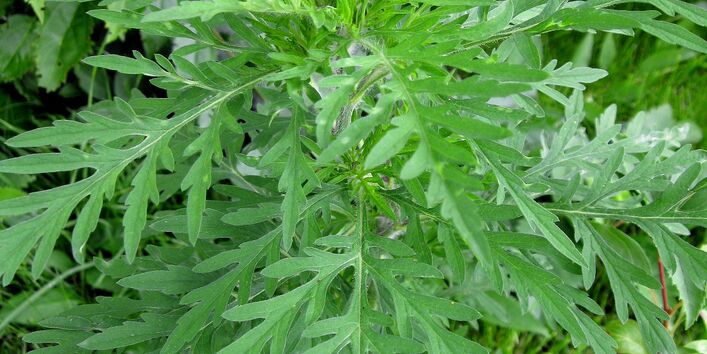 Nahaufnahme einer Beifuß-Ambrosia Pflanze.