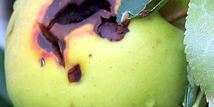Apfel mit Faulstelle um Hagelschlagschaden.