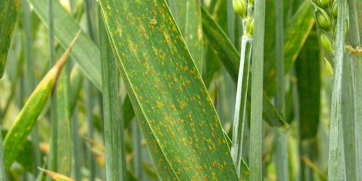 Mit Braunrost befallenes Getreide.