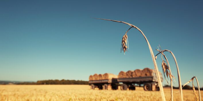 Kornähren vor abgeernteten Getreidefeld, im Hintergrund Strohballen auf Anhängern.