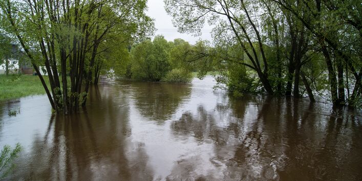 Überfluteter Auwald.