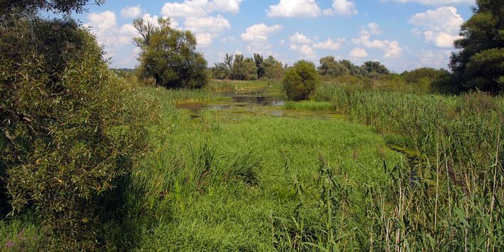 Ansicht einer Teichlandschaft