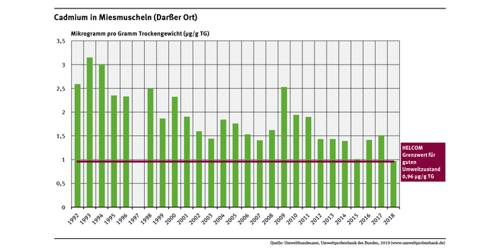 Der Cadmiumgehalt in Miesmuschelfleisch am Darßer Ort schwankten im Untersuchungszeitraum, nahm insgesamt allerdings um 60 Prozent ab. 