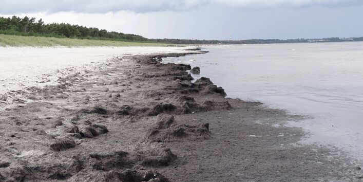 Das Foto zeigt Algenmatten am Strand von Glowe auf Rügen.