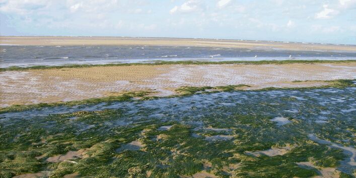 Die Abbildung zeigt Grünalgen auf Wattflächen auf der Nordseeinsel Spiekeroog.