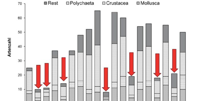 An der Station Fehmarnbelt variierte in den Sommern der Jahre 1991 bis 2011 die Zahl der Makrozoobenthos-Arten stark. In Sommern mit Sauerstoffmangel lebten dort 10 bis 21 Arten, in anderen Jahren zum Teil mehr als 50 Arten.