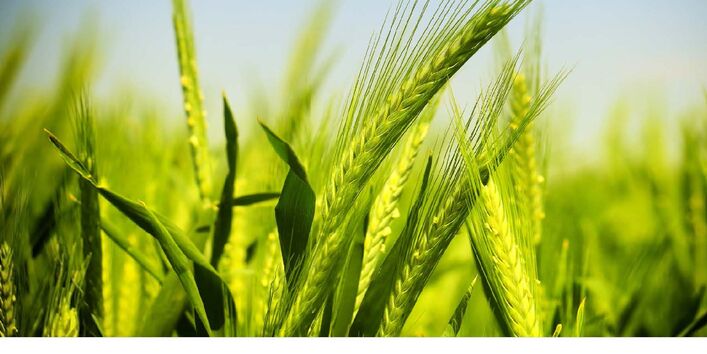 Das Cover der Publikation