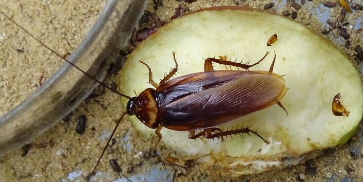 eine Amerikanische Schabe sitzt auf einem Stück Apfel