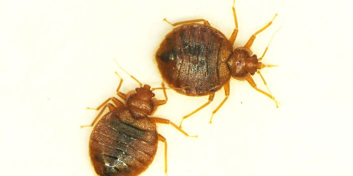 Das Foto zeigt eine weibliche und männliche Bettwanze, stark vergrößert. 