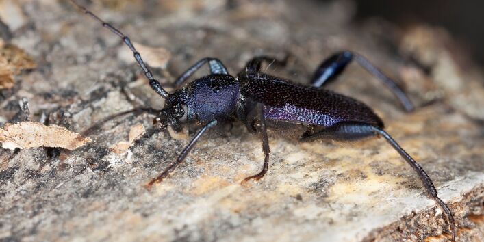 Blauer Scheinbockkäfer sitzt auf einem Stück Holz
