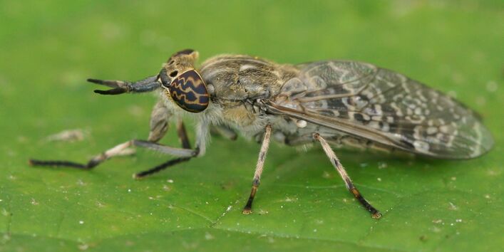 eine Regenbremse mit auffällig gemusterten Augen sitzt auf einem Blatt