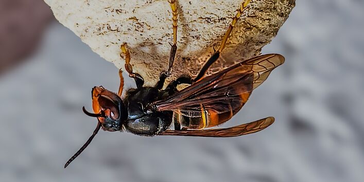 Asiatische Hornissenkönigin am Primärnest