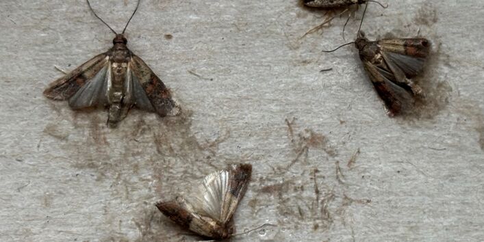 Lebensmittelmotten kleben auf einer Pheromonfalle