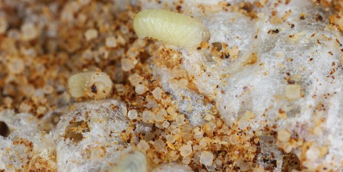 mehrere Larven des Brotkäfers fressen an Vorräten