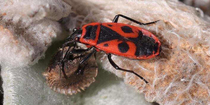eine Feuerwanze sitzt auf einem verstrockneten Blatt