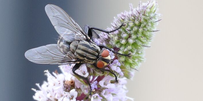 Graue Fleischfliege sitzt auf einer Blüte