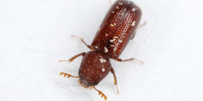 brauner Käfer auf weißem Hintergrund