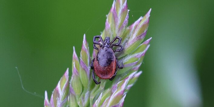 Holzbock (Zecke) auf einer Ähre