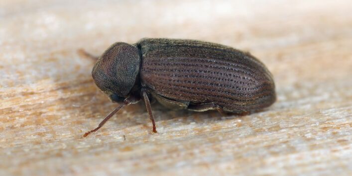 ein baruener Käfer sitzt auf einem Stück Holz