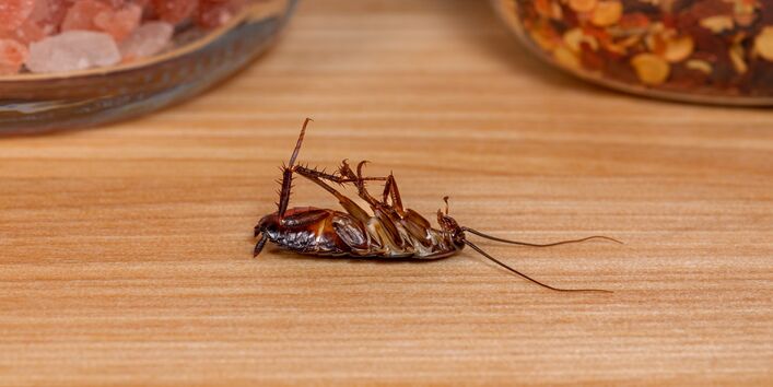 tote Schabe liegt auf einer Küchenanrichte