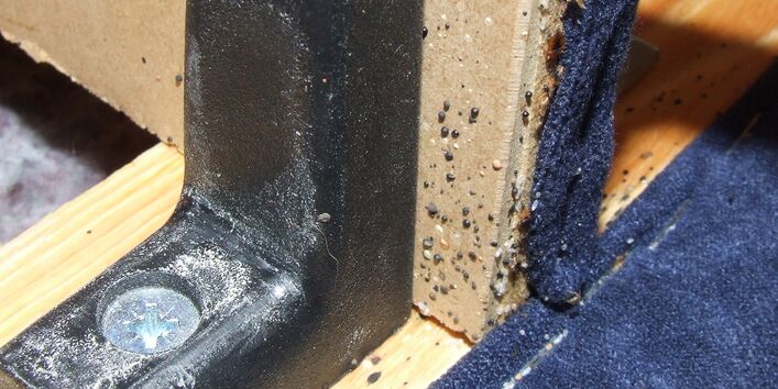 an einem Bettgestell aus Holz sind Bettwanzen und deren Kotspuren zu sehen