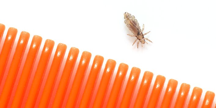 neben einem roten Kamm sitzt eine Kopflaus